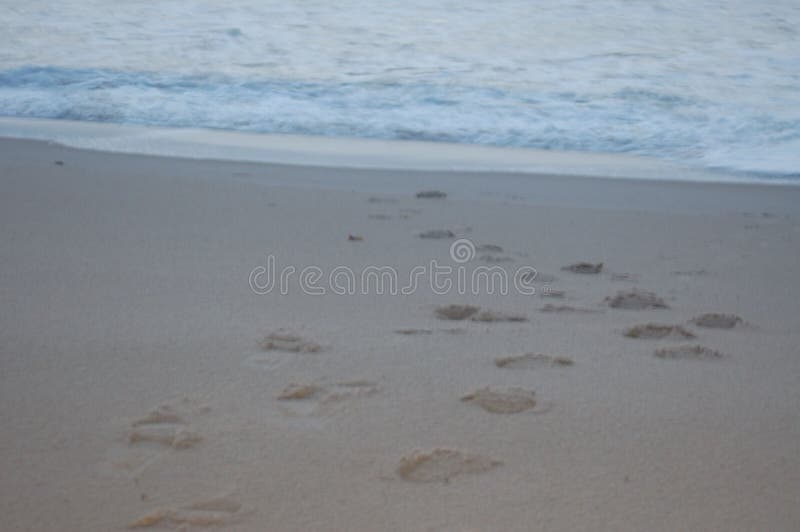 Empreintes de pas dans le sable vers la mer photographie stock Empreintes de pas dans le sable vers la mer photographie stock