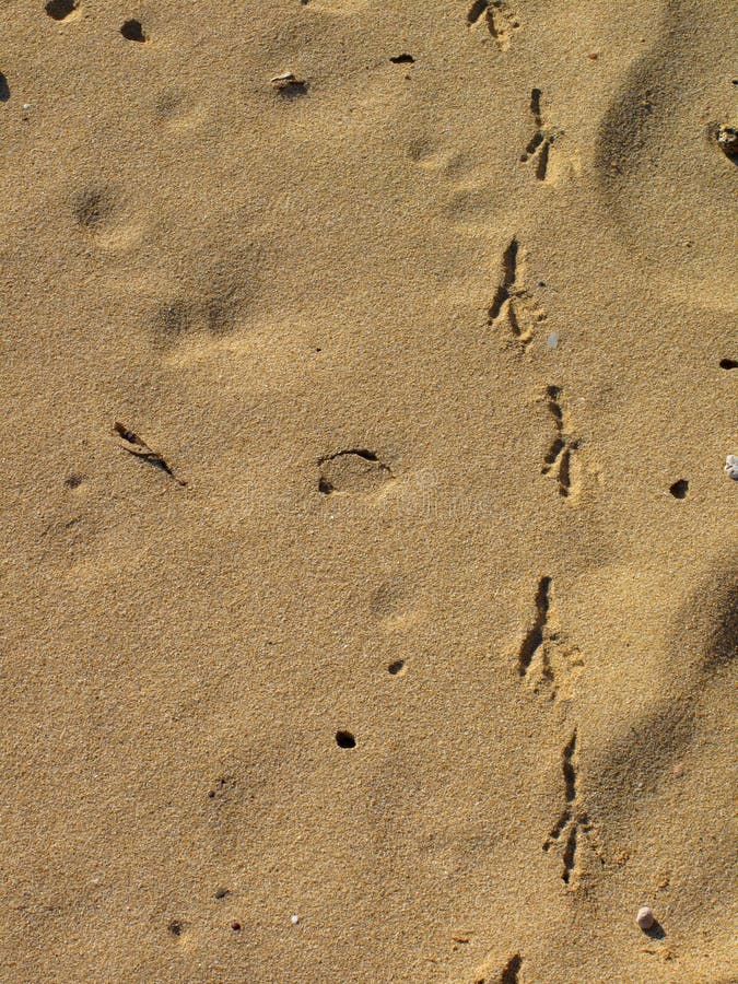 Empreintes de pas de mouette sur la plage image libre de droits Empreintes de pas de mouette sur la plage image libre de droits