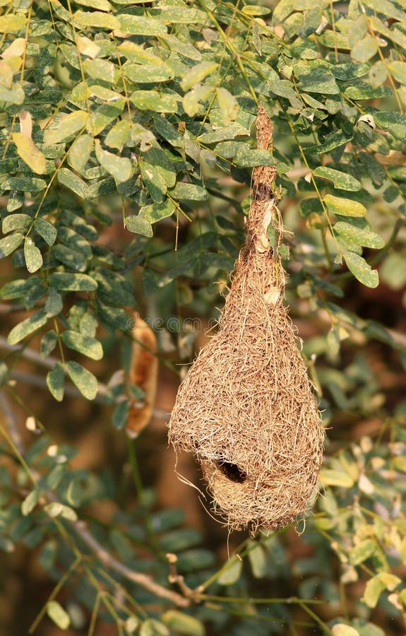 Empty baya nest