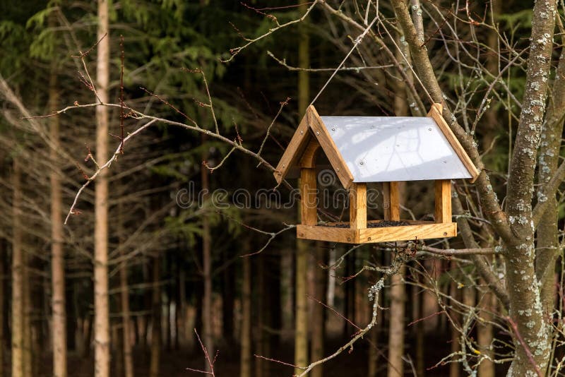 Empty bird feeder on tree near forest. Blurred background. Feeding birds. Helping animals