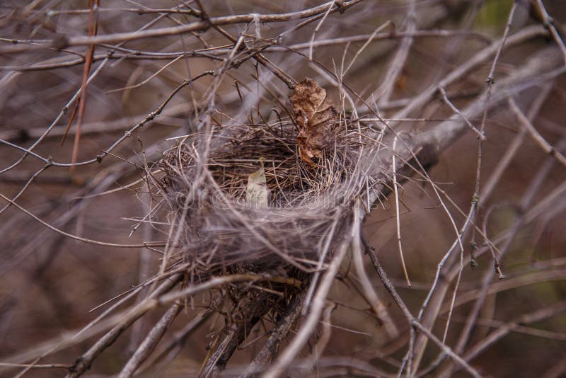 Empty bird nest on bush branches in forest. Spring nestlings or bird homecoming stock images Empty bird nest on bush branches in forest. Spring nestlings or bird homecoming stock images