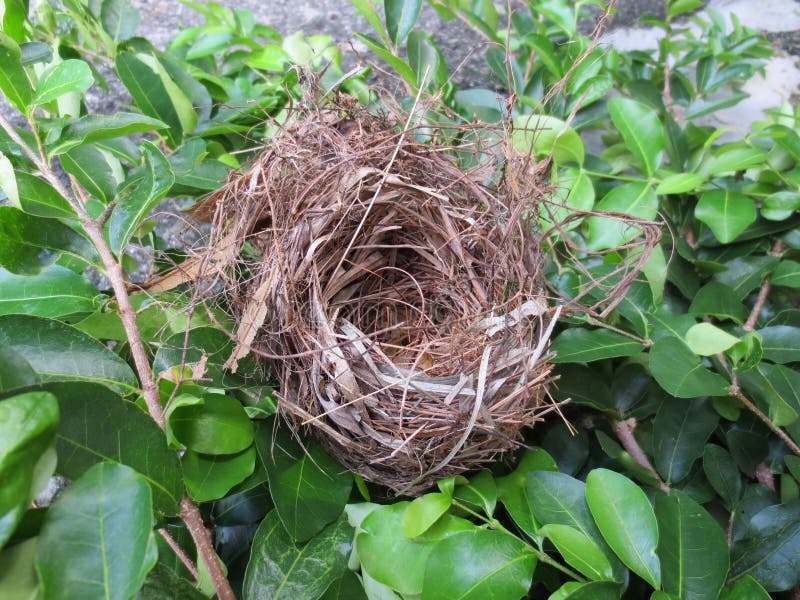 Empty bird nest