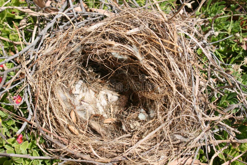 Closeup of an empty birds nest containing broken shells.