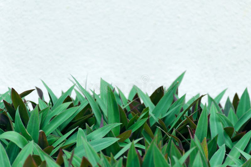 Empty copy space for text - white color wall on background of thick green leaves pattern. stock photo Empty copy space for text - white color wall on background of thick green leaves pattern. stock photo