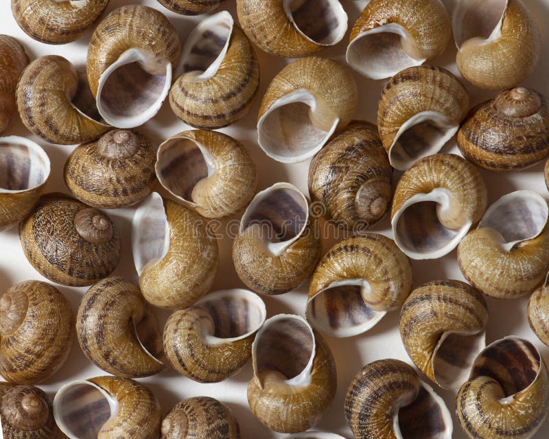 Empty Escargot Snails Shells on White Background Stock Photo Image of