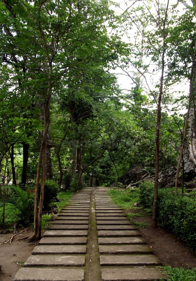 Empty footpath amidst trees