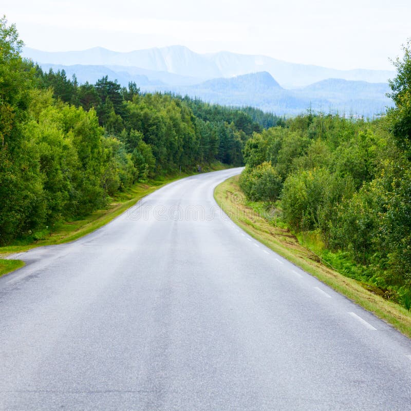 Empty forest road