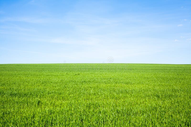 Empty Grass Field with Blue Sky