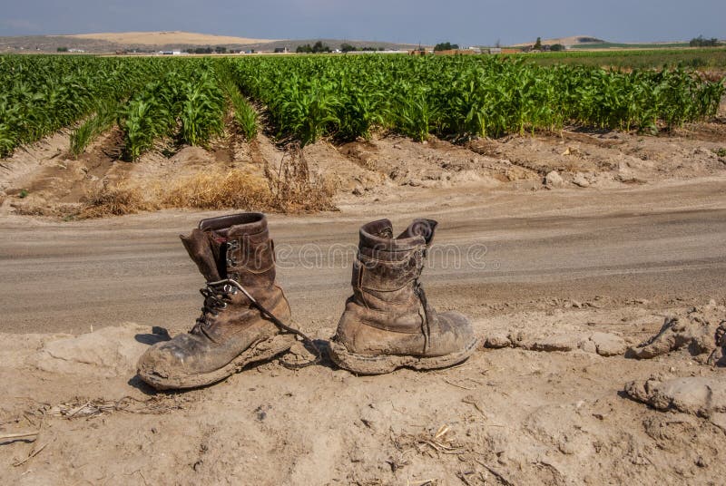 Muddy Boots and the Corn Field royalty free stock photography Muddy Boots and the Corn Field royalty free stock photography