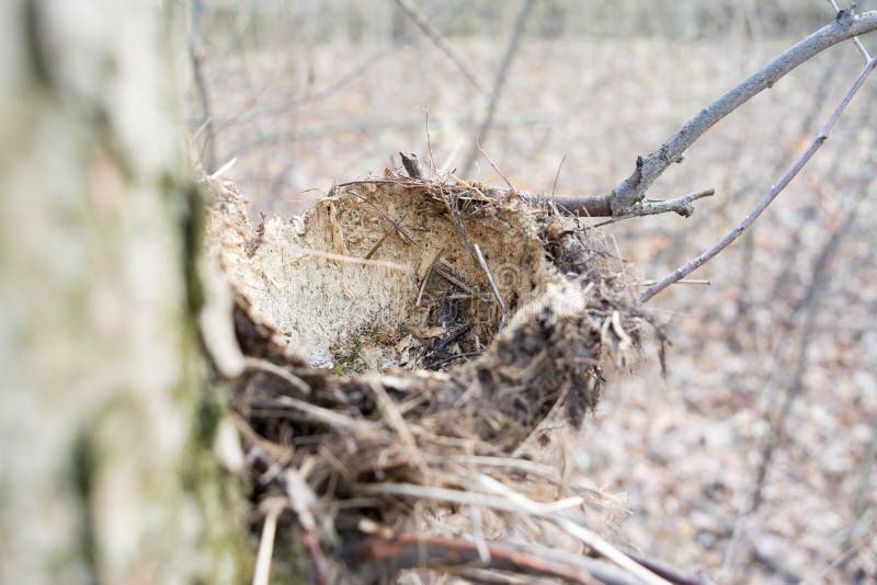 An empty nest of a forest bird without eggs royalty free stock images An empty nest of a forest bird without eggs royalty free stock images