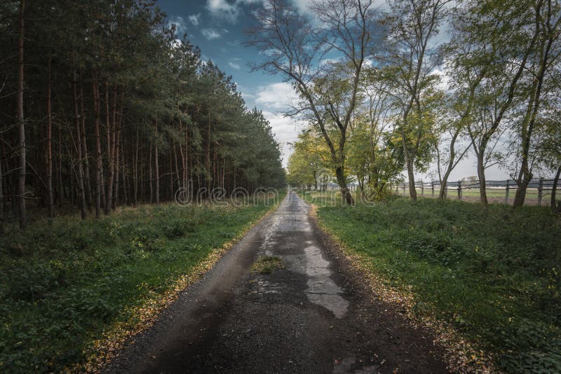 Empty old road in Slovakian forest