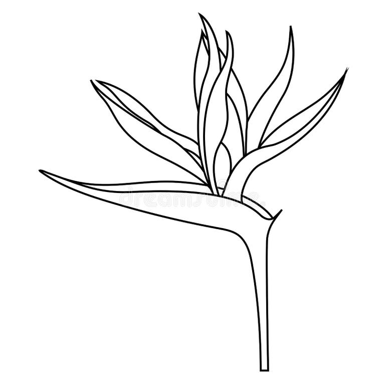 Bird Paradise Stock Illustrations – 36,089 Bird Paradise Stock