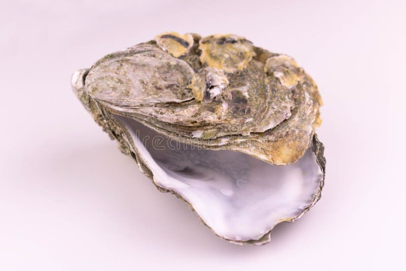 Empty oyster shell isolated on white background. Bivalve shell stock images, royalty-free photos and pictures