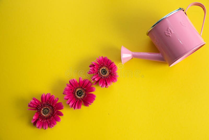 Empty pink watering can and three crimson gerbera flowers lying diagonally. Three red flowers and an empty watering can on a stock images Empty pink watering can and three crimson gerbera flowers lying diagonally. Three red flowers and an empty watering can on a stock images