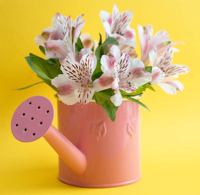 Empty pink watering can and three crimson gerbera flowers lying diagonally. Three red flowers and an empty watering can on a stock photography Empty pink watering can and three crimson gerbera flowers lying diagonally. Three red flowers and an empty watering can on a stock photography