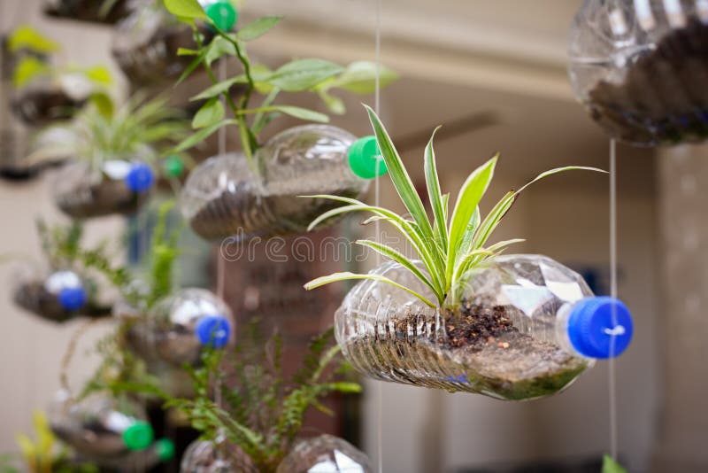 Empty plastic bottles use as a container for growing plant, recycling green concept, horizontal composition royalty free stock photo Empty plastic bottles use as a container for growing plant, recycling green concept, horizontal composition royalty free stock photo