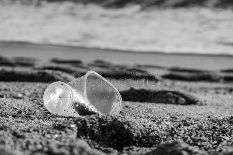 Empty Crumpled Plastic Glass on the Seashore Stock Image Image of