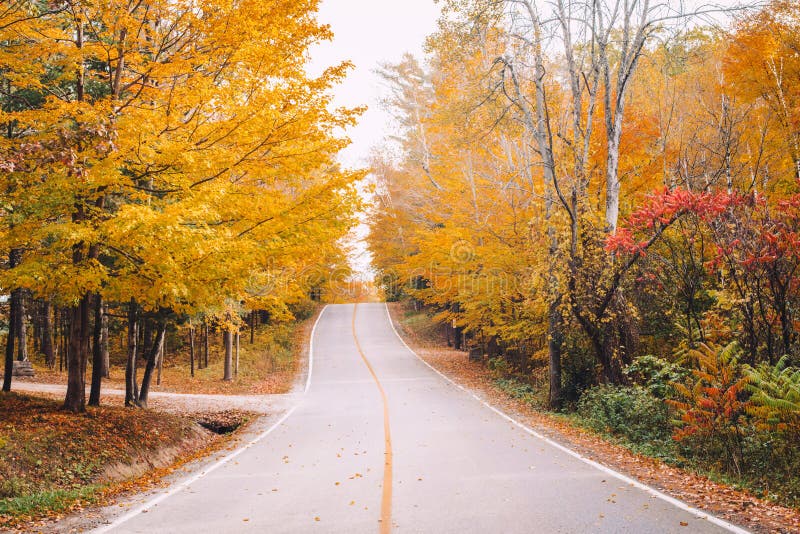 Empty road street in colorful autumn forest park royalty free stock photography Empty road street in colorful autumn forest park royalty free stock photography