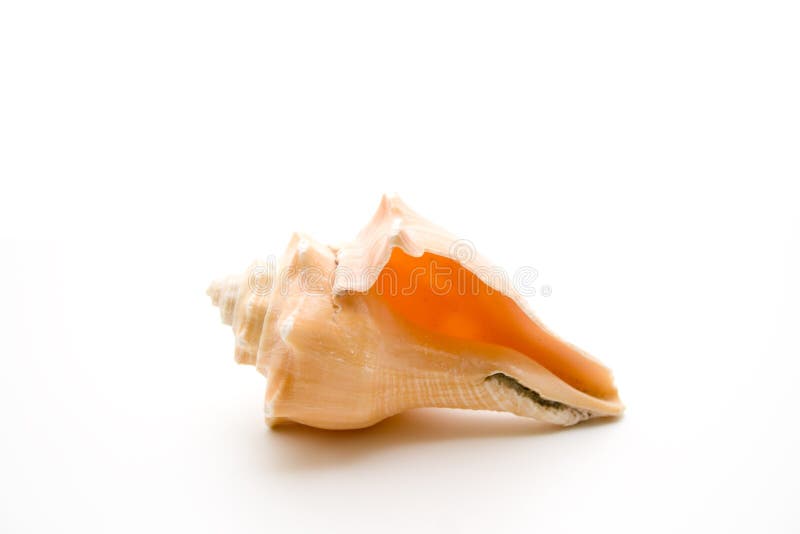 Empty sea shell