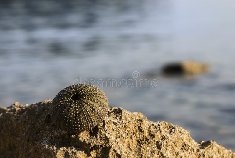 Empty shell of aSea urchin royalty free stock photography