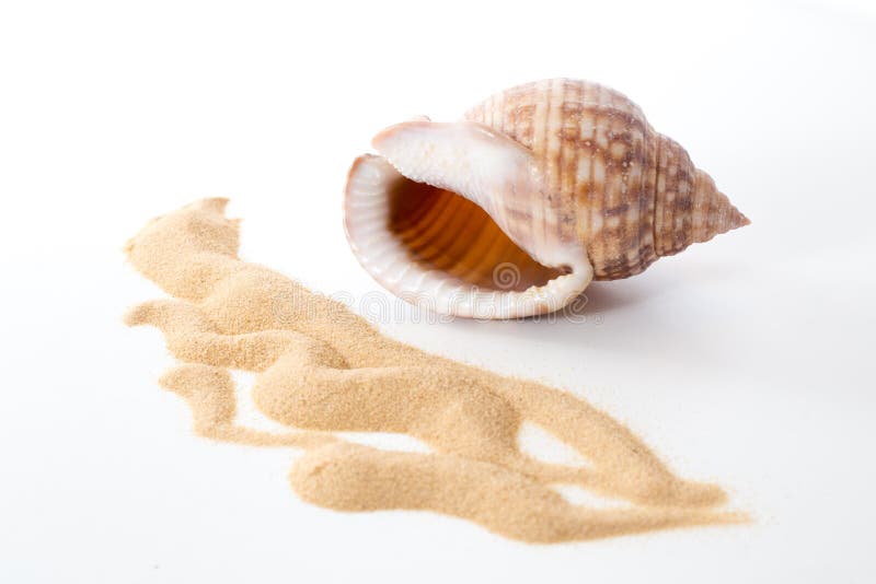 Empty shell of Bonnet snails Semicassis granulata and sand pattern royalty free stock photography