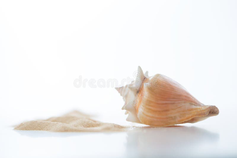 Empty shell of the Florida fighting conch, Strombus alatus sea snail on white royalty free stock photos