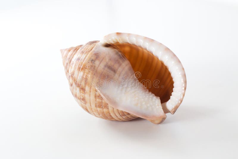 Empty shell of Helmet snails Semicassis undulata stock photo