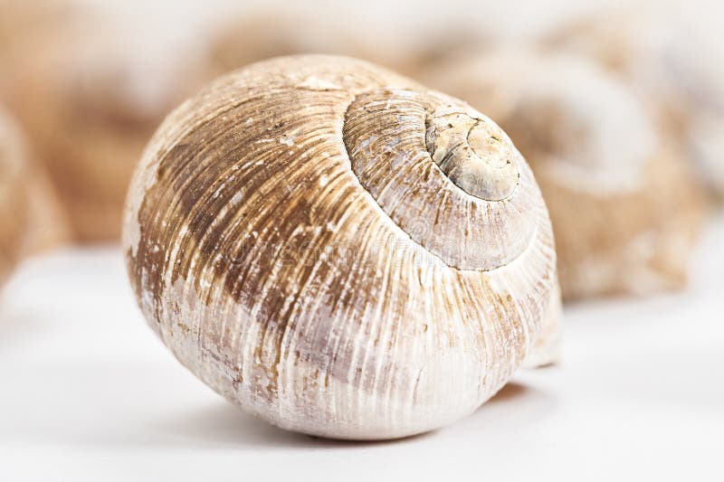 Empty snail house royalty free stock image