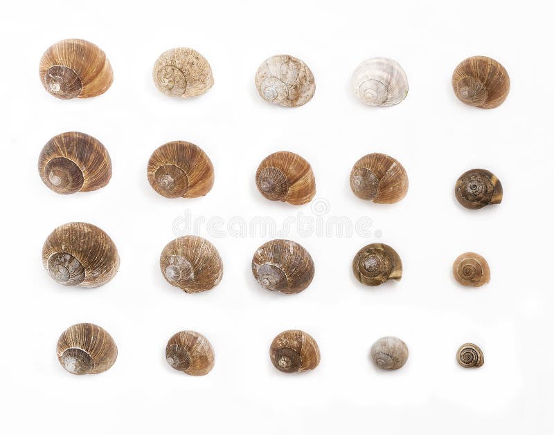 Empty snail houses royalty free stock photography