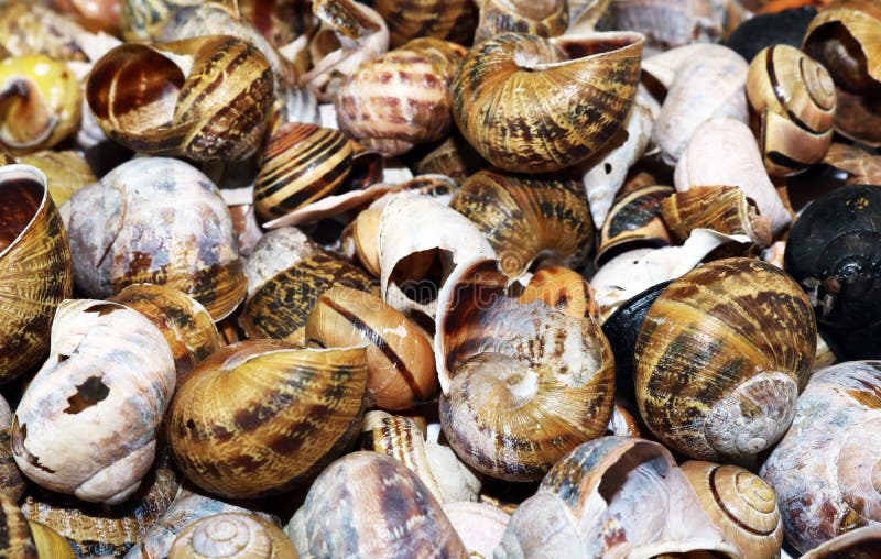 Empty snail shells on white background
