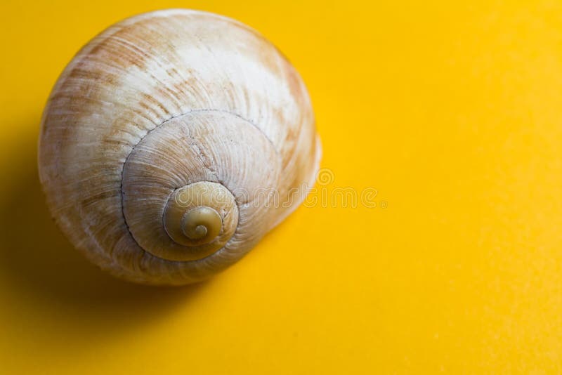 Empty snail shells stock photo. Image of food, helix - 174967346