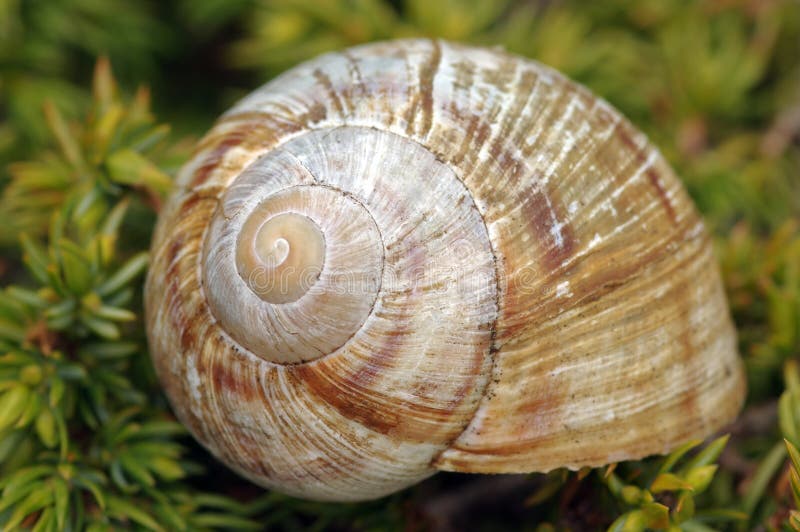 Empty snail shell stock photos