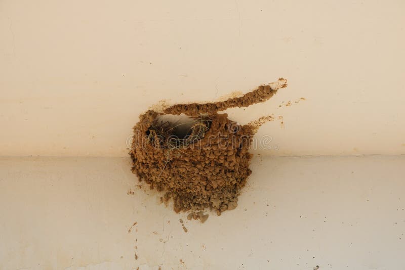 Empty swallow bird nest. royalty free stock photo Empty swallow bird nest. royalty free stock photo