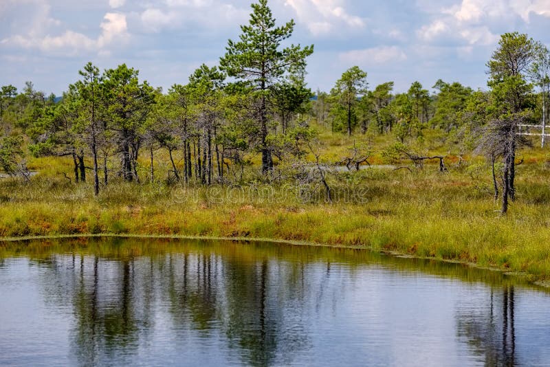 Empty Swamp Landscape with Water Ponds and Small Pine Trees Stock Photo Image of river, water