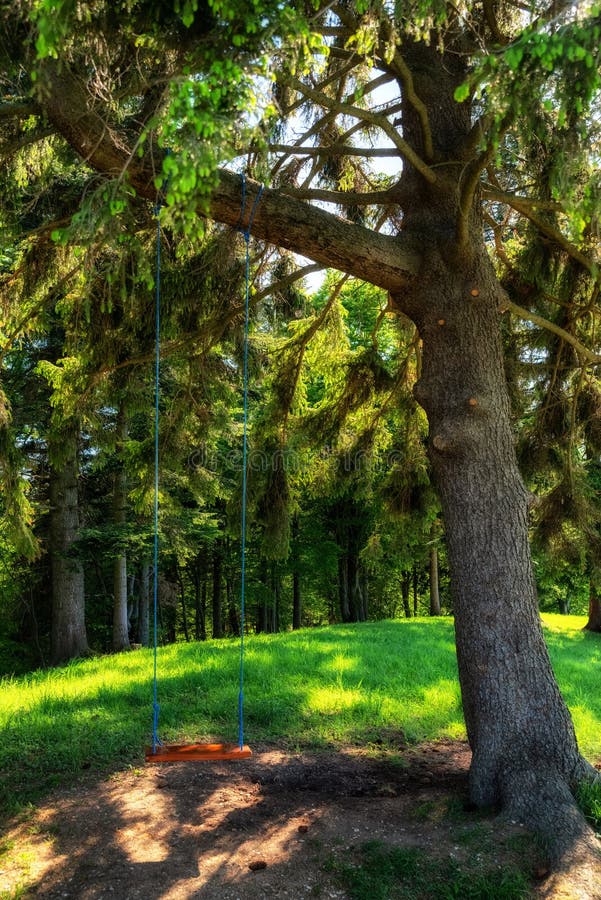Prázdna hojdačka na strome v letnom lese