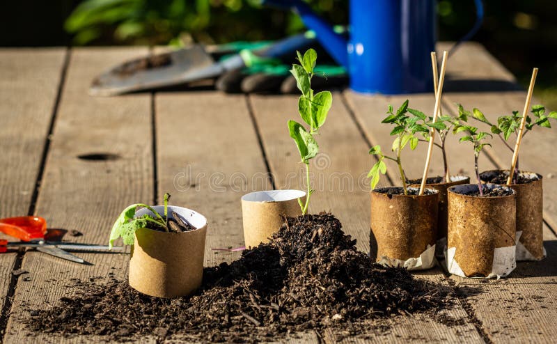 Seedlings growing in reused egg box, tin cans and toilet roll