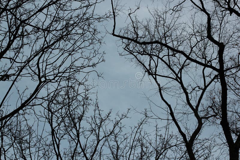 Empty tree branches against the background with a clear evening sky in winter. Gothic background
