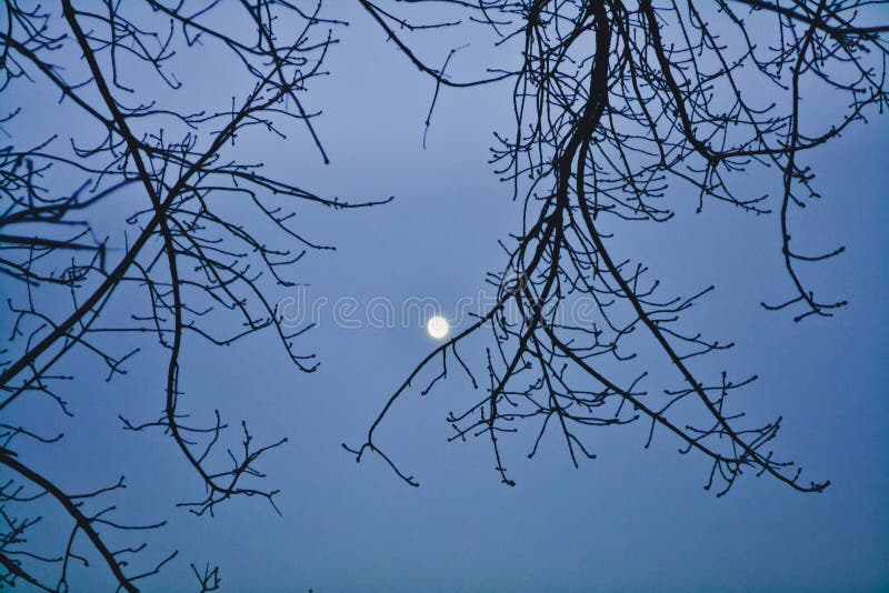 Empty tree branches against the background of the moon with a clear evening sky in winter. Clear closeup view stock images, royalty-free photos and pictures