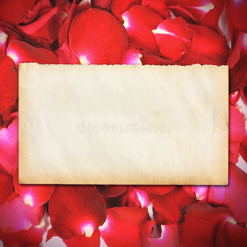 Empty vintage paper on rose petals background stock image