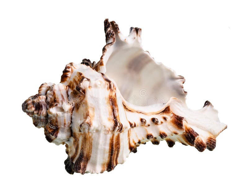 Empty white conch of muricidae mollusk cutout royalty free stock photo