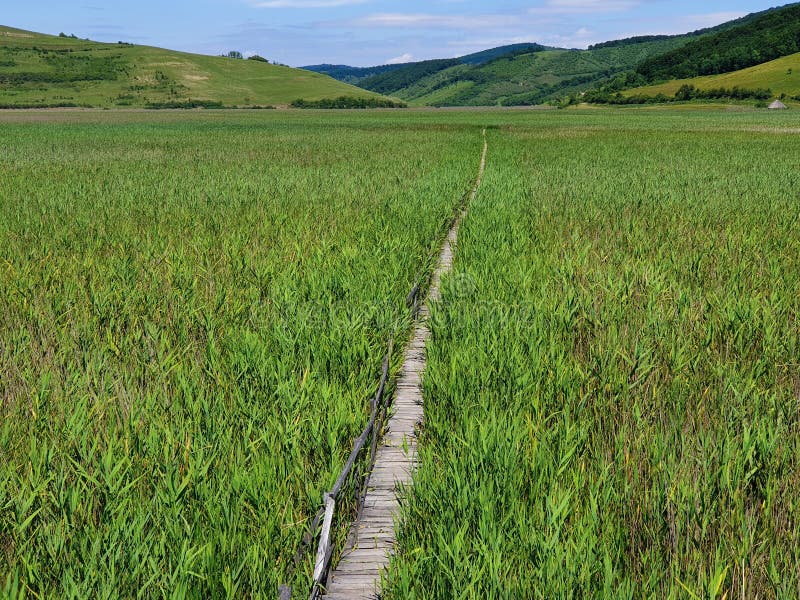 Empty wooden pathway in reed field at Sic, Romania