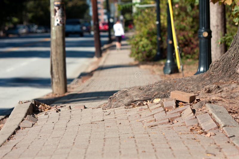 A massive tree root pushes through the bricks of a sidewalk in an urban area. A massive tree root pushes through the bricks of a sidewalk in an urban area