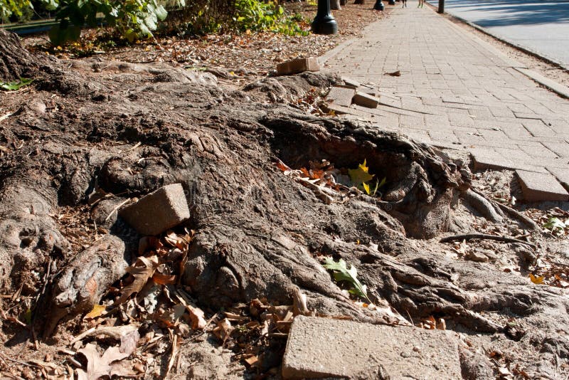 The massive root of a giant oak tree pushes through a heavily travelled brick sidewalk in an urban area, creating an unsafe eyesore. The massive root of a giant oak tree pushes through a heavily travelled brick sidewalk in an urban area, creating an unsafe eyesore.