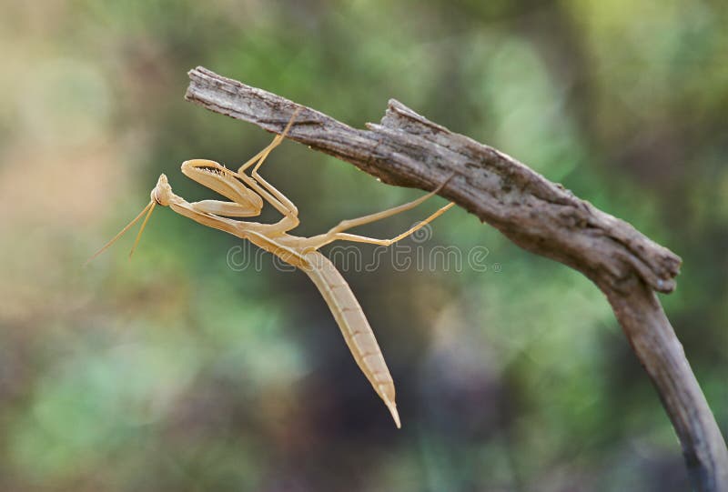 Empusa pennata bajo una rama fotos de archivo Empusa pennata bajo una rama fotos de archivo