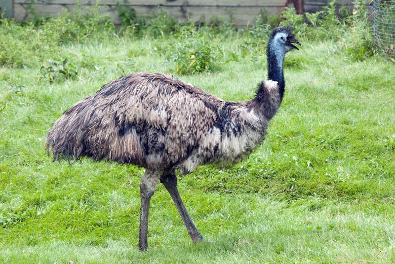 Emu walking through a field of green grass