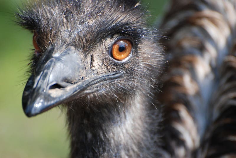 Emu