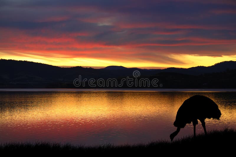 Emu in Australien stockfotografie Emu in Australien stockfotografie