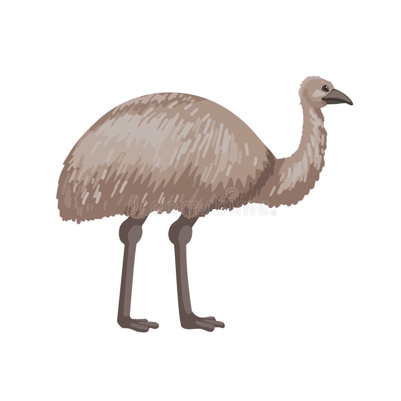Emu, a Big Gray Bird of Australia. Vector Character on a White Background.  Vector Cartoon Illustration of Animal Stock Vector - Illustration of  graphic, quirky: 215911841