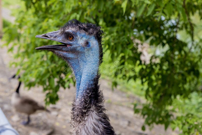 Premium Photo  Close up of australian blue emu with open mouth on nature  background..