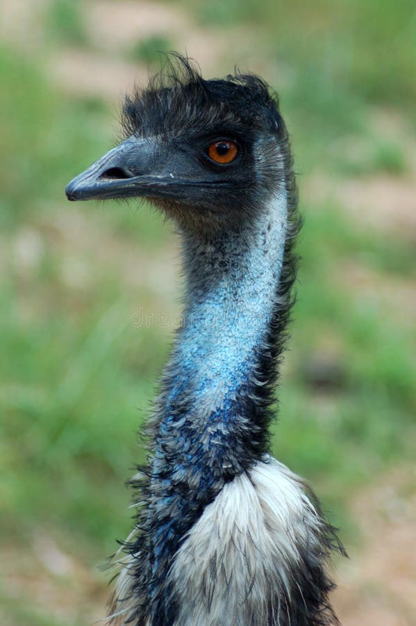 Emu Blues